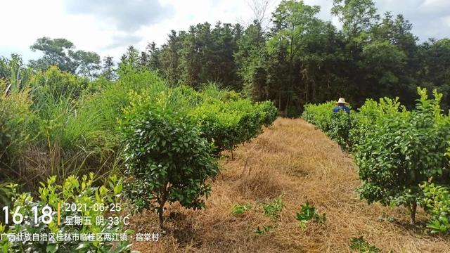 警惕！黄龙病发病率远超红线，木虱防治4大攻略必须牢记6