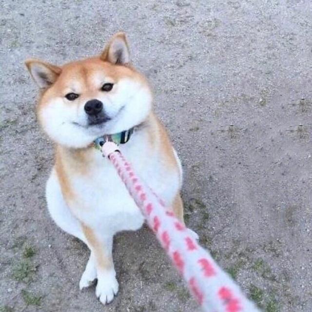 狗狗情侣头像卡通(狗狗情头一左一右)