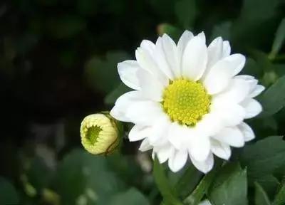 50种浪漫鲜花花语大全 50种浪漫鲜花花语大全（50种浪漫鲜花花语大全图片） 生活