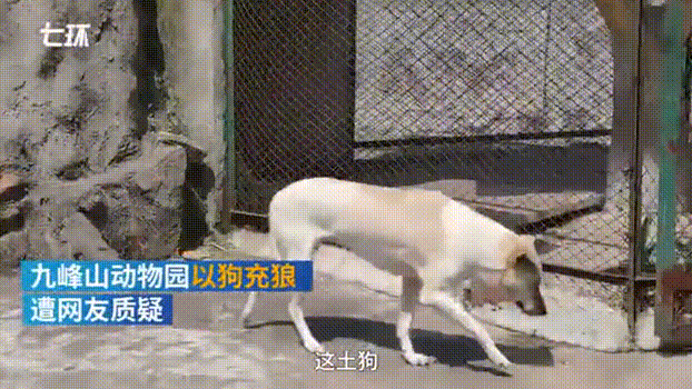 武汉野生动物园声明（武汉一动物园以狗充狼）(2)