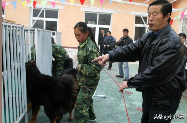 北京藏獒价格