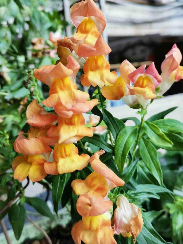 花卉名称