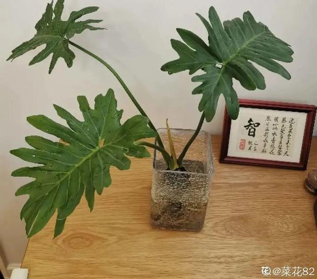 碰碰香有毒吗 碰碰香有毒吗（植物碰碰香有毒吗） 生活