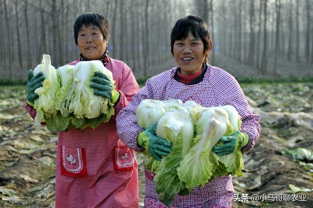 白菜出苗后1个小妙招，撒一把草木灰，防虫防病又增产7