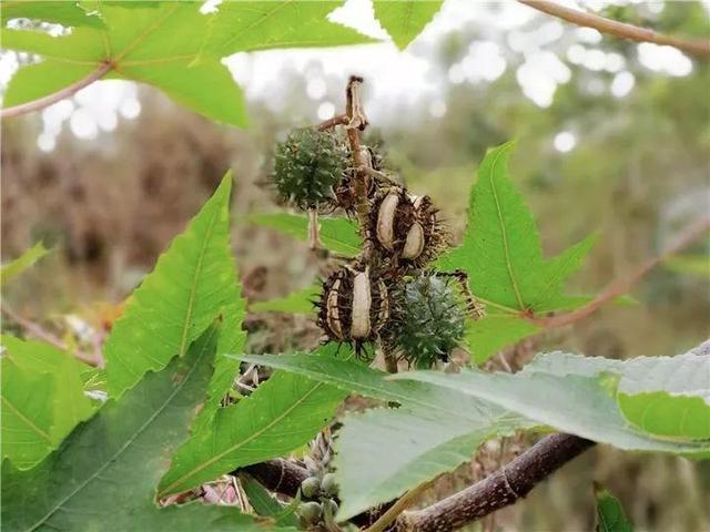 自制天然杀虫水，7天给花喷一次，虫子都不敢进屋！13