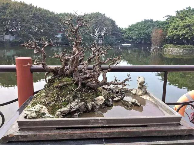 雀梅盆景