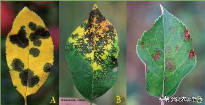 苹果叶部三种主要病害的识别与防治！如何准确诊断病害2