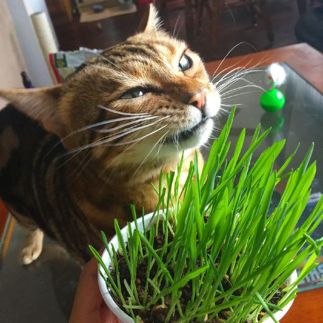 猫草