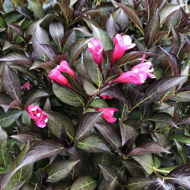 锦带花 锦带花（锦带花和海仙花的区别） 生活