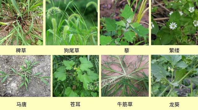 除草高峰期——烟嘧磺隆“4大要点”总结1