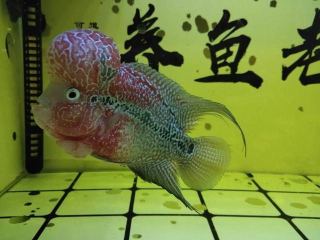 鱼肉过滤机
