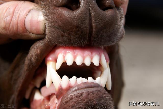 狗狗怎么看牙齿是不是正常的(狗狗牙齿图片大全)