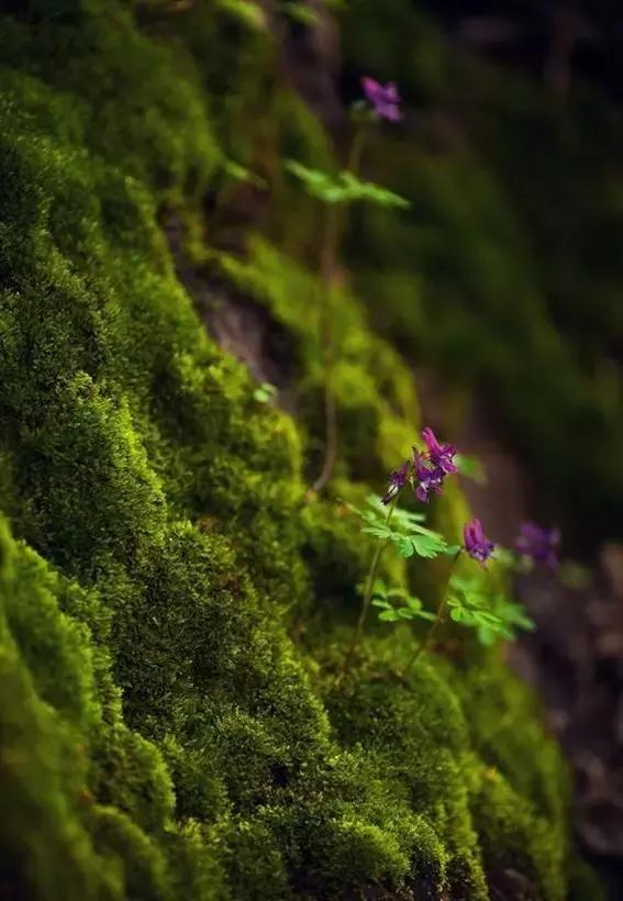 苔藓植物