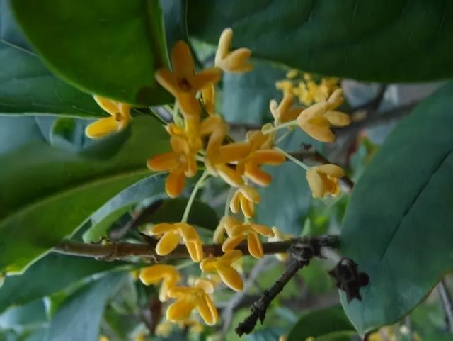 桂花分类