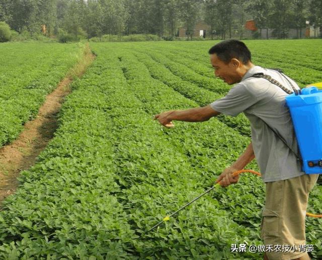 夏季多雨花生容易爆发叶斑病，掌握技巧早防早治确保高产5