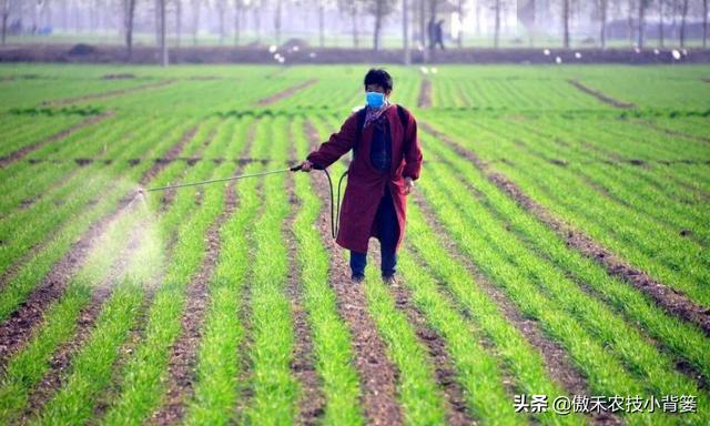 麦地里的节节麦杂草难防治？选对药物、找准时机、用对方法并不难12