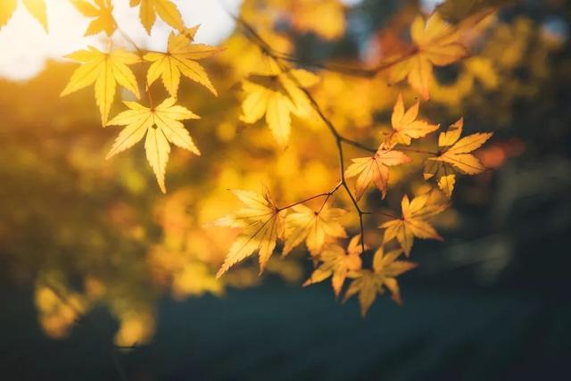 秋天成语，秋高气爽是关于秋天的成语吗？