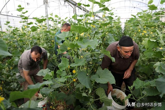 种植蔬菜，学会用米醋喷施好处多多，老农亲自分享经验5