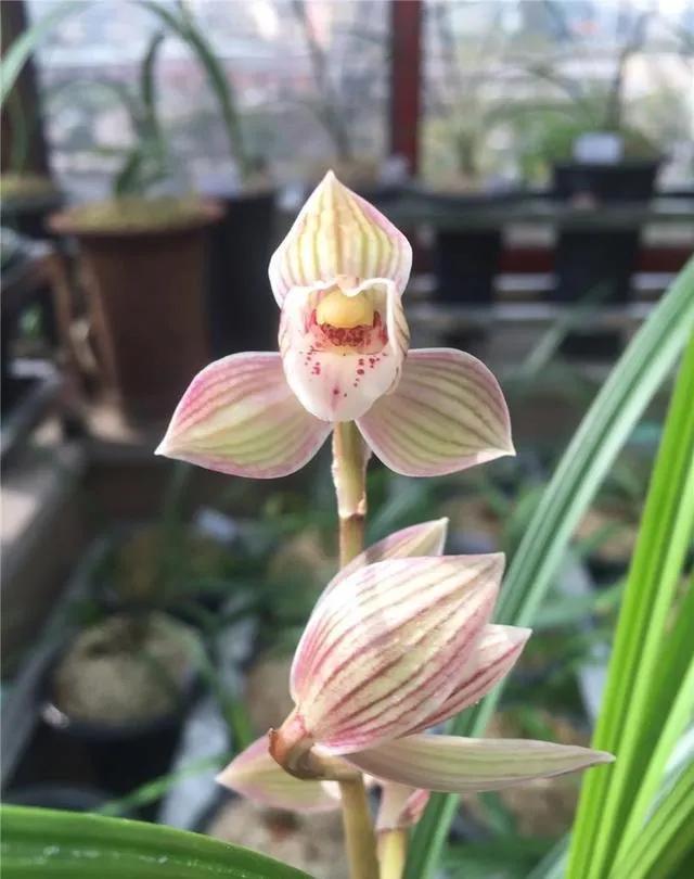 长寿的要诀你知道吗？