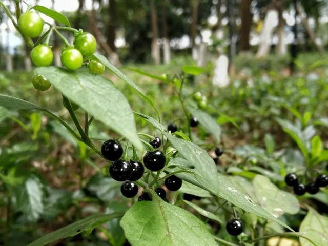 什么花有毒