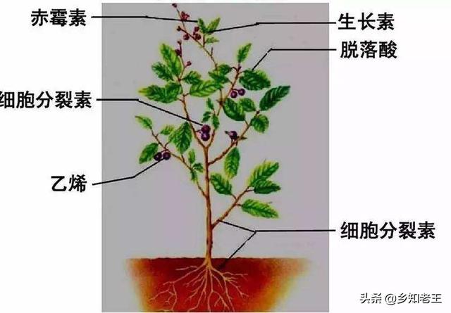 植物生长调节剂过量使用反受害，一文了解药害症状及补救措施3