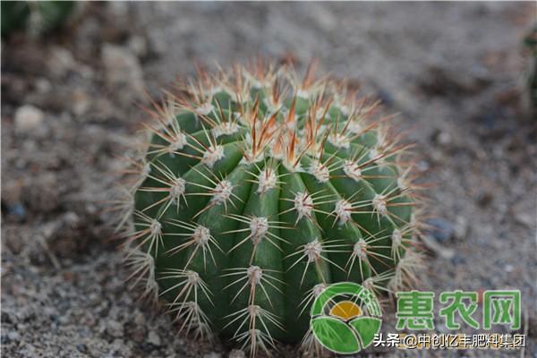 仙人球的养殖方法和注意事项(最罕见的八个仙人球)