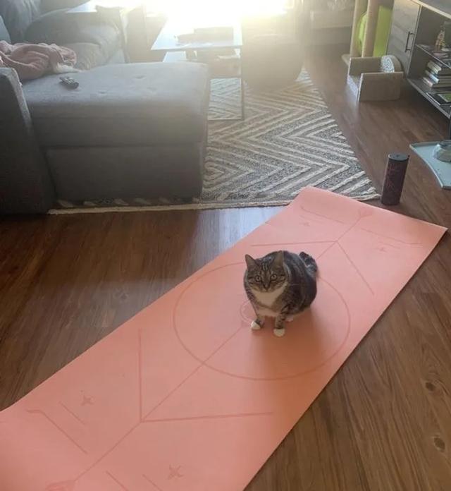 猫图片大全可爱 猫图片大全可爱