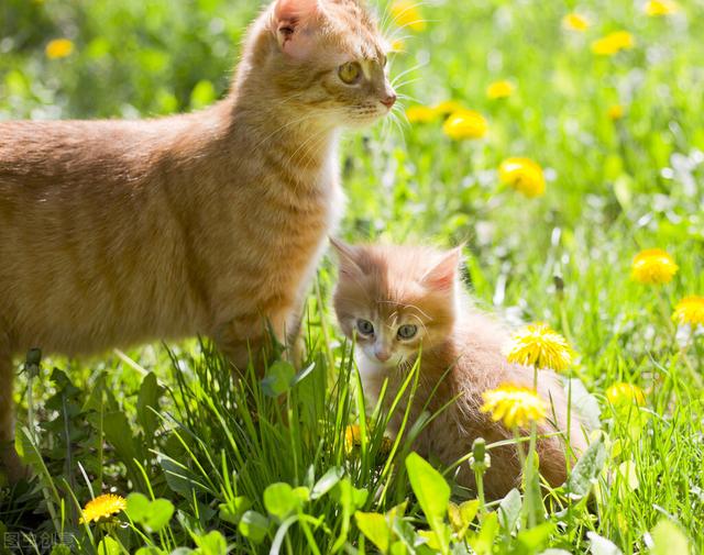 小猫的特点