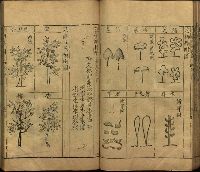 李时珍巨著《本草纲目》插图上卷（1596年刻本）