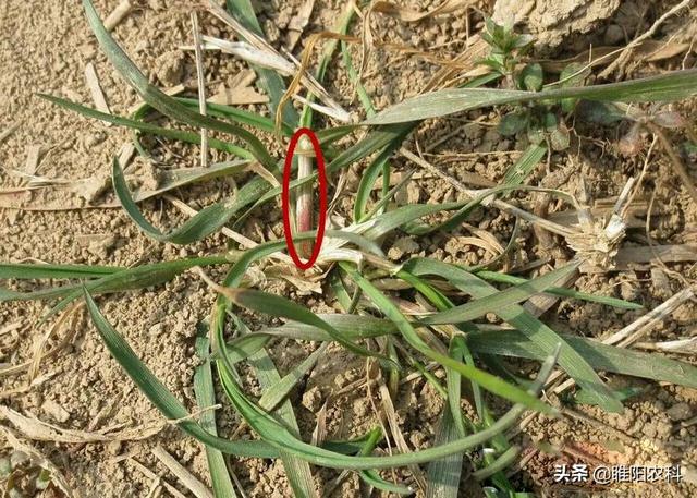 记住这个麦田除草剂，除草干净又彻底，小麦又安全