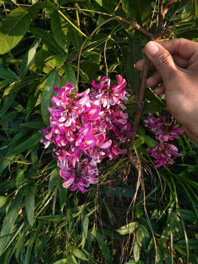 花的品种