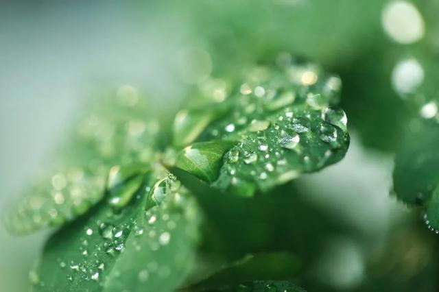 四叶草花语 四叶草花语（四叶草的爱情花语） 生活