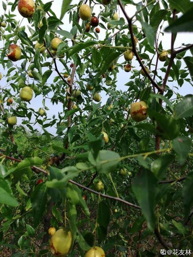 枣树种植 枣树种植（枣树种植技术） 生活