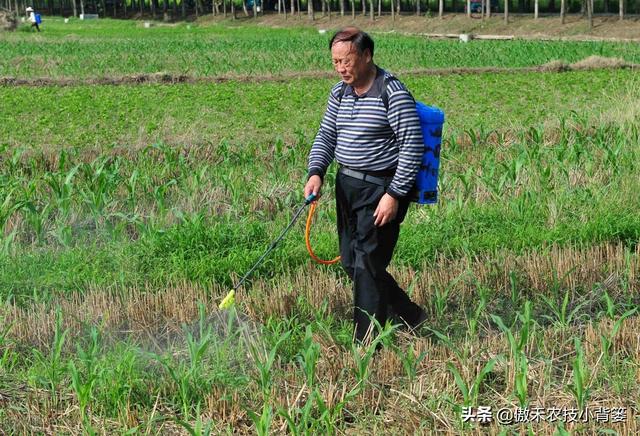 玉米地打药除草，苗前封闭除草和苗后定向除草，两种方法哪个好？17