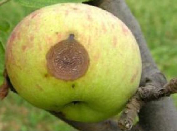 苹果炭疽病的田间症状及药剂防治适期1