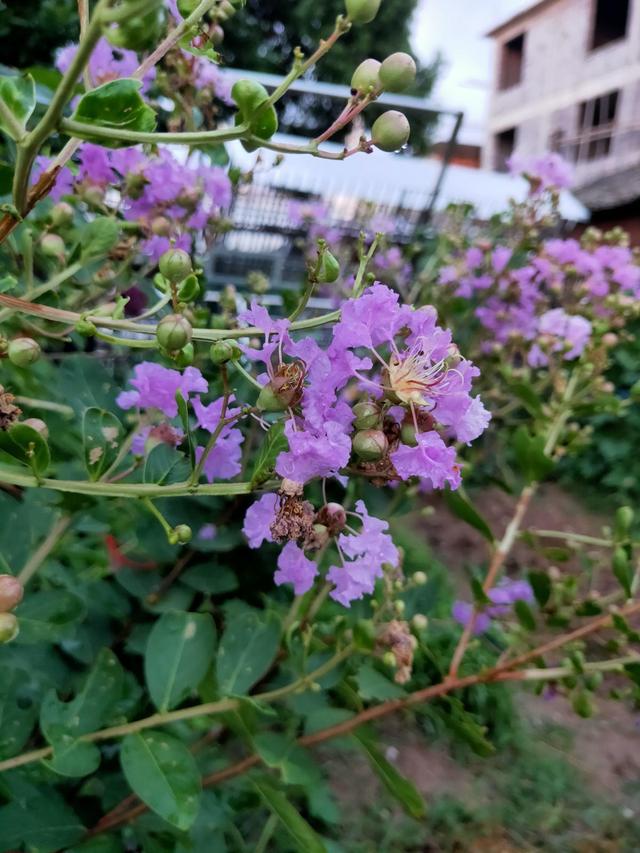 花卉名称