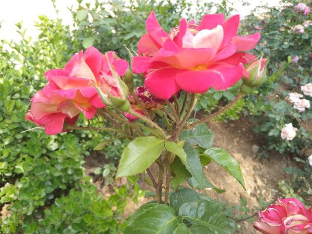 老年人合理安排好一日三餐，宜于健康长寿