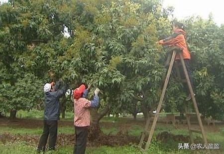 荔枝什么时候打保花药比较好？