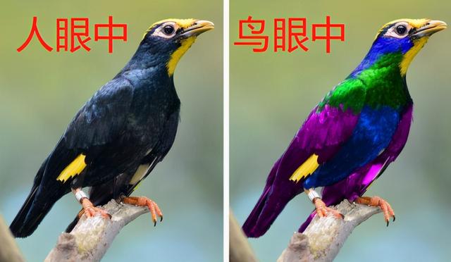 杜鹃鸟