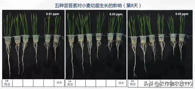 芸苔素内酯，你选择的可能最贵，但效果不一定最好？4