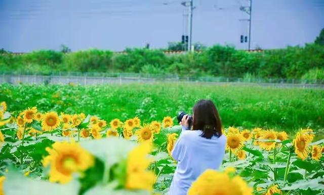 向日葵花期