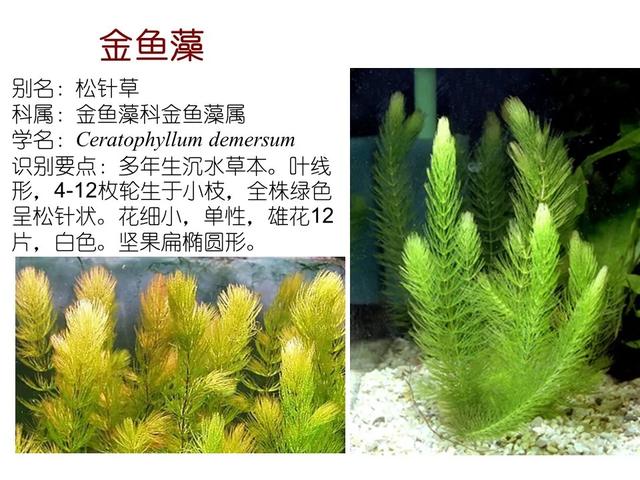 水生植物 水生植物（水生植物种植施工方案） 生活