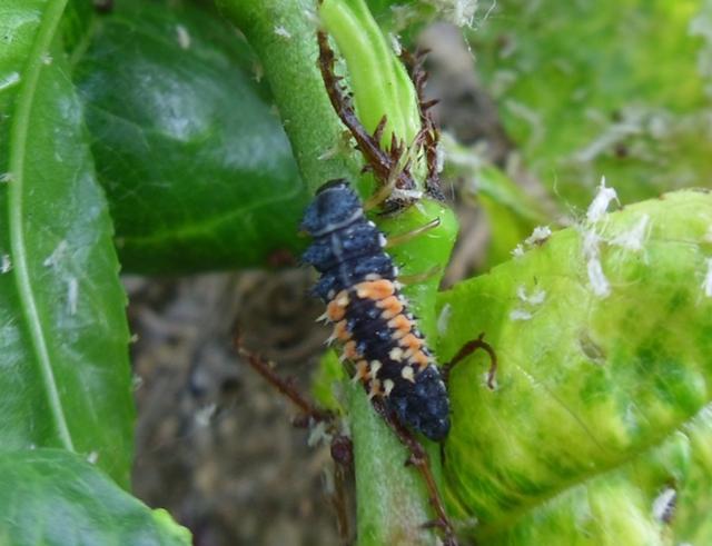 七星瓢虫幼虫(瓢虫对农作物的危害)