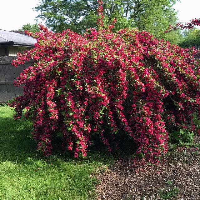 锦带花 锦带花（锦带花和海仙花的区别） 生活