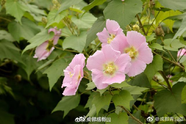 芙蓉代表什么意思