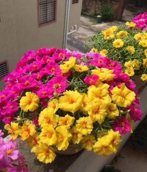 太阳花的种植 太阳花的种植「太阳花的种植方法和注意事项」 生活