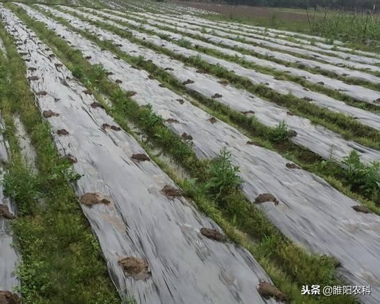 这个除草剂是目前除草效果最好，最安全的封闭性除草剂1