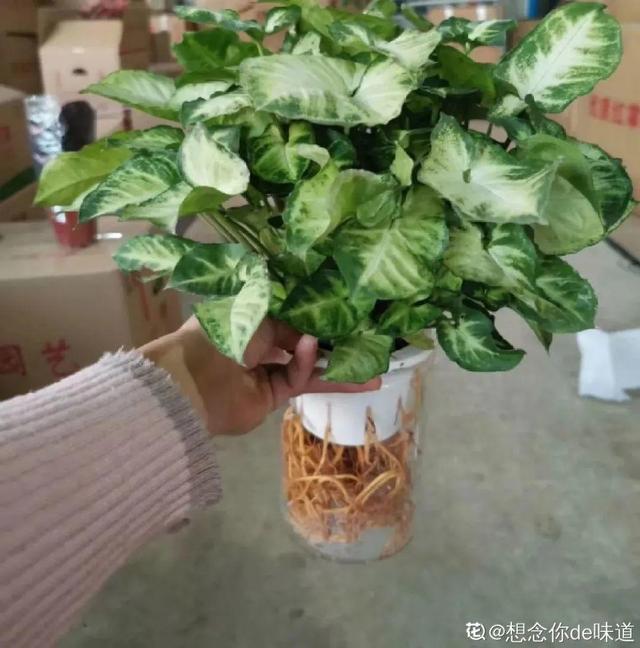 碰碰香有毒吗 碰碰香有毒吗（植物碰碰香有毒吗） 生活