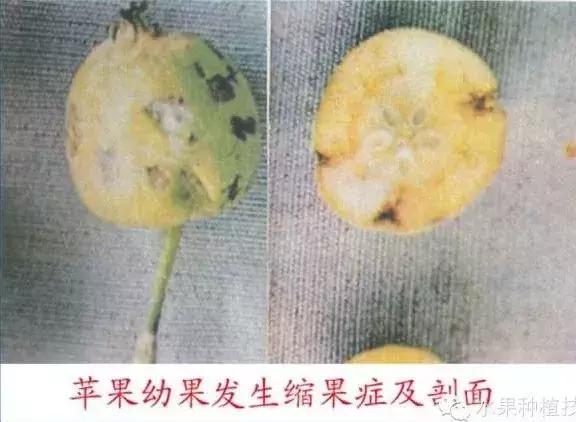 图文详解：苹果树常见8种缺素症表现+防治12