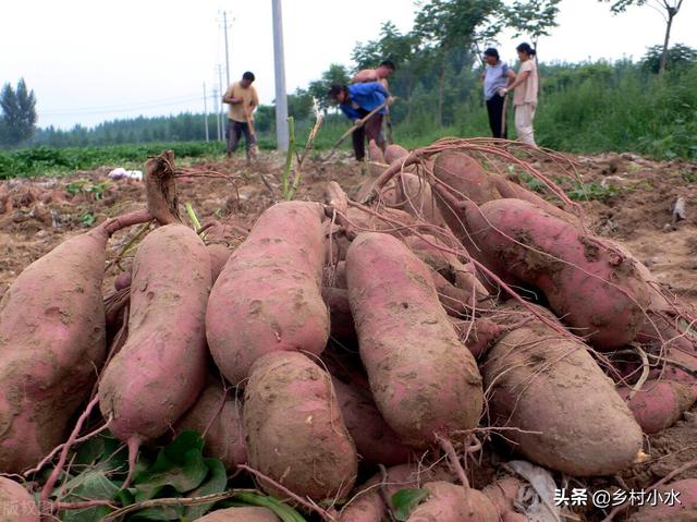 **害虫远离农田！老农使出6招，红薯个大、没虫眼5